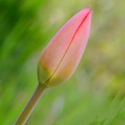 Bouton de tulipe