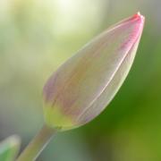 Douceur tulipe