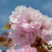 Cerisier à fleurs 