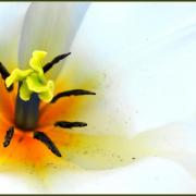 Coeur tulipe