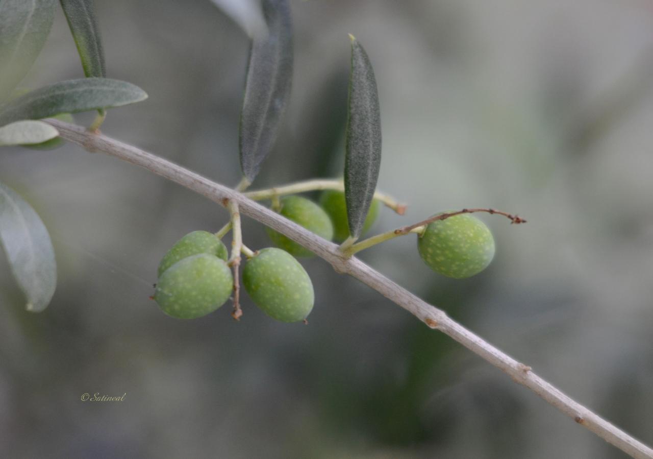 Olives d ' août