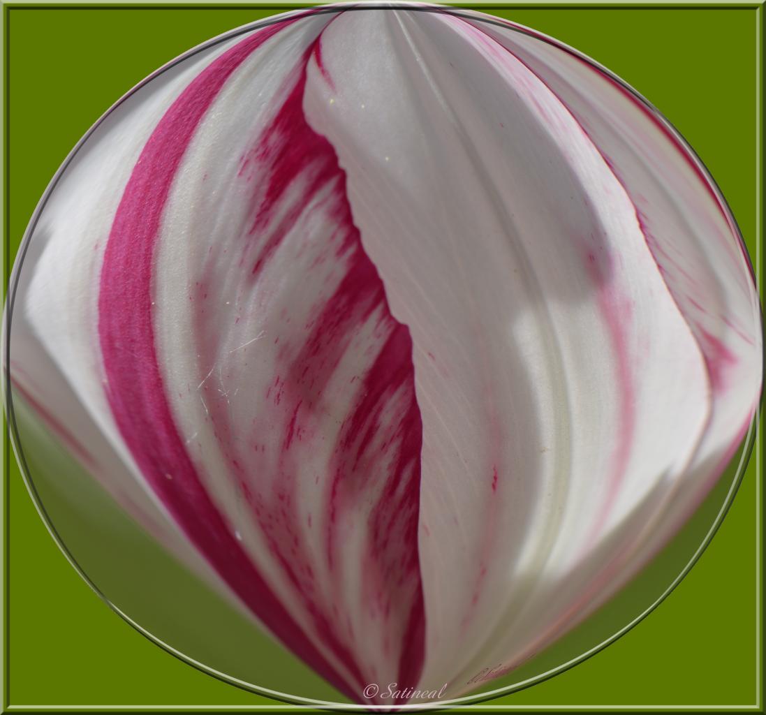 Bonbon tulipe