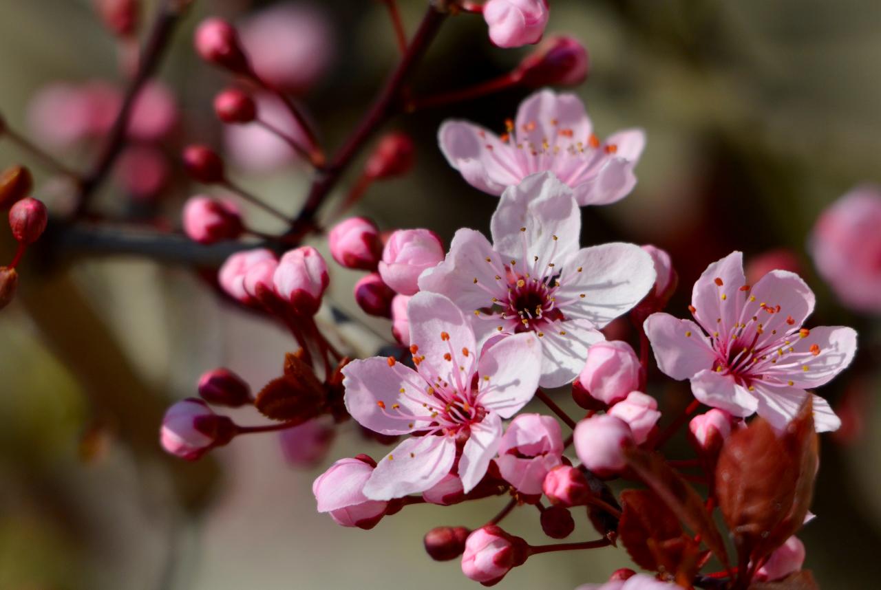 Prunus en fleurs