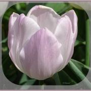 Tulipe rose  ...délicatesse