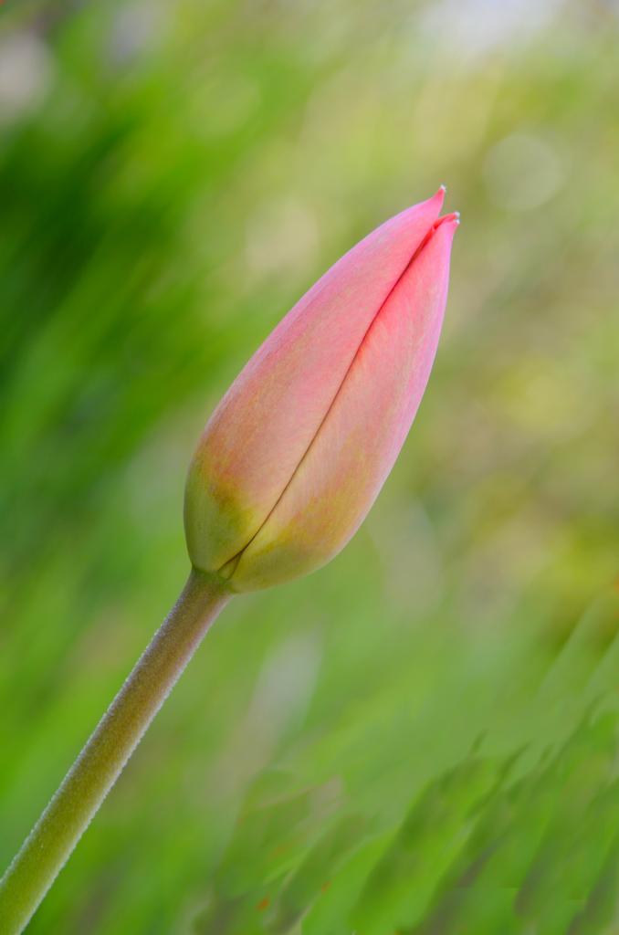 Bouton de tulipe