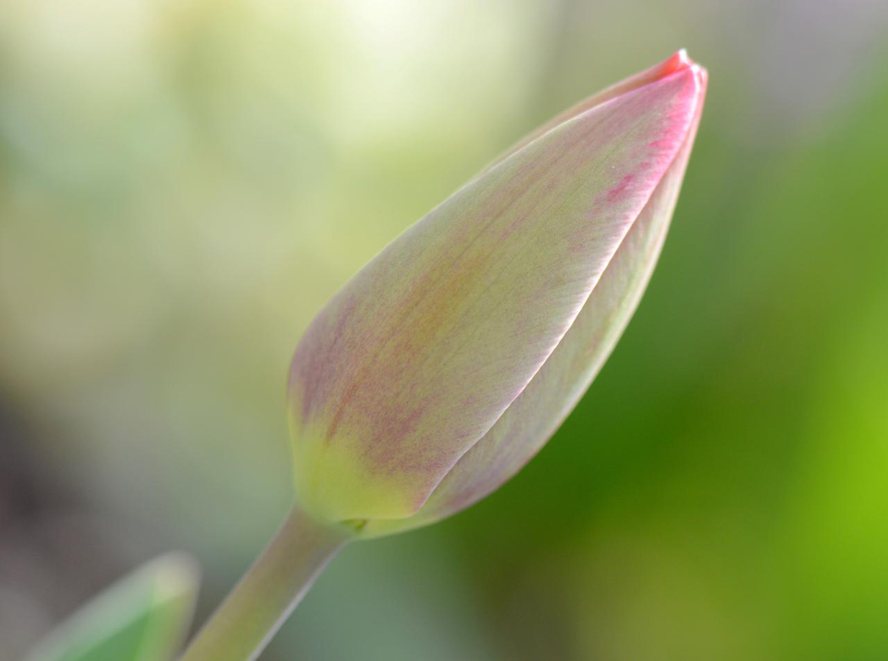 Douceur tulipe