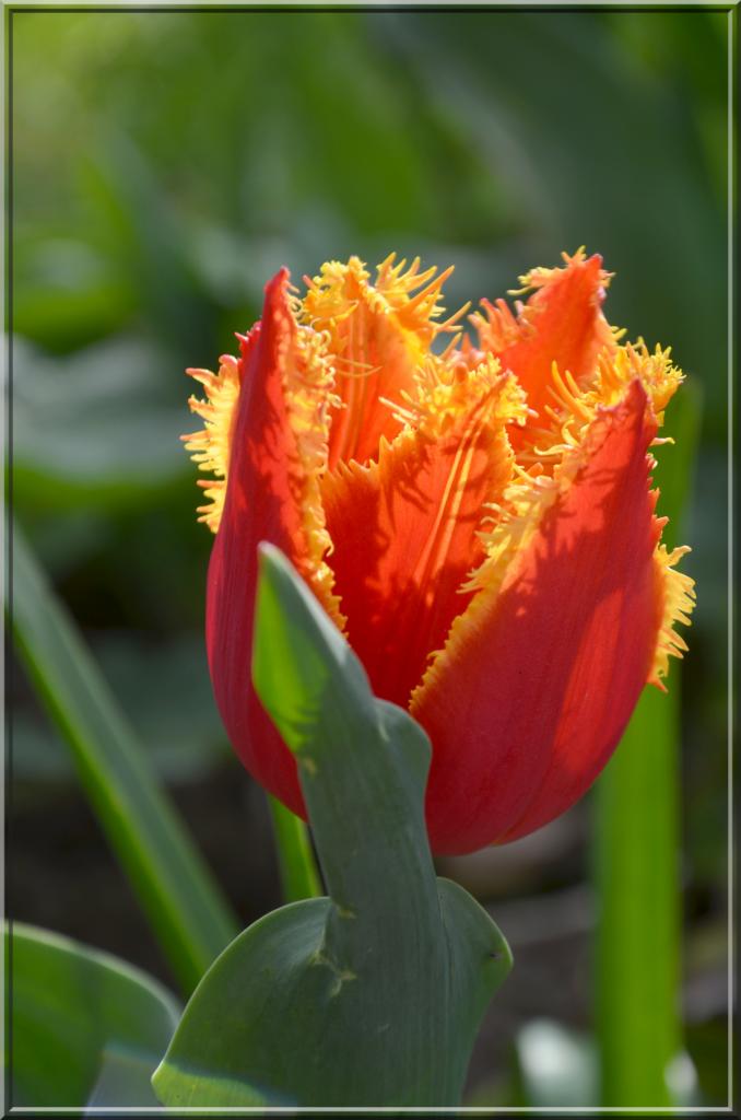 La tulipe et ses 