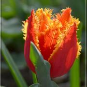 La tulipe et ses 
