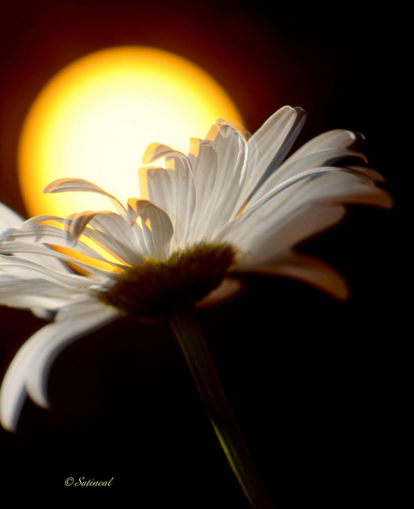 Attraper le soleil avec une fleur