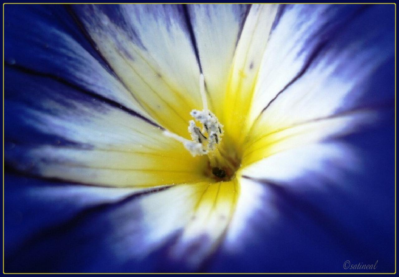 Petite fleur bleue