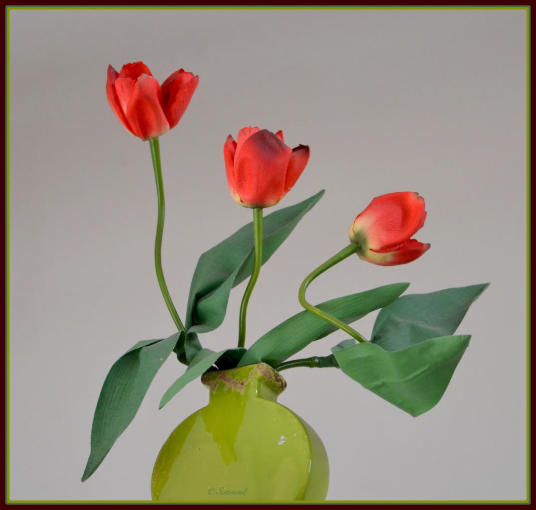 Trio de tulipes
