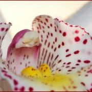 L'orchidée blanche