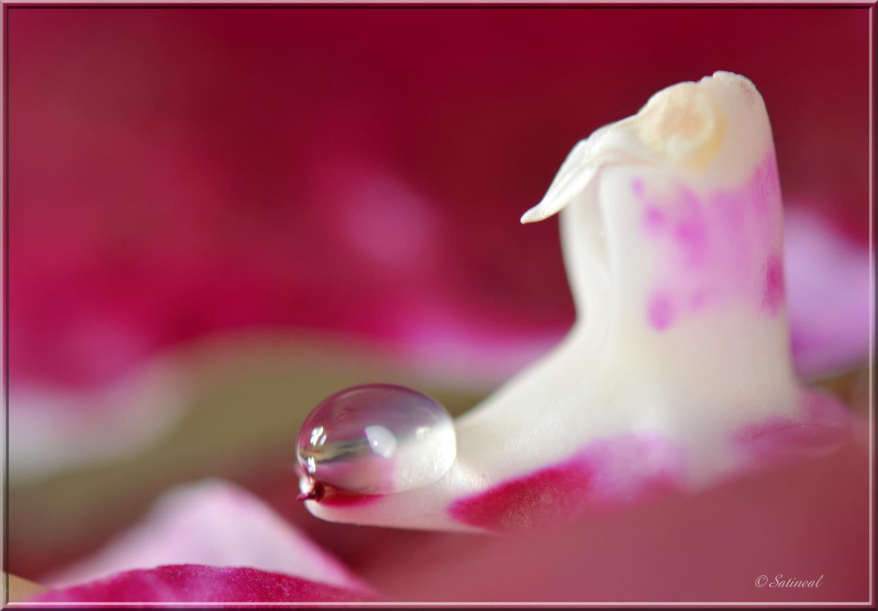 © orchid'eau