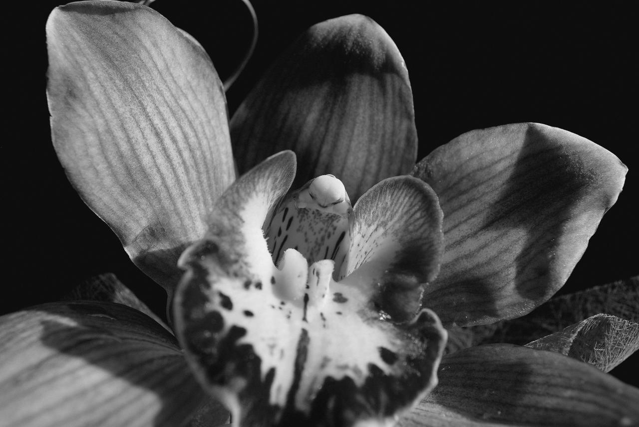 Orchidée N&B