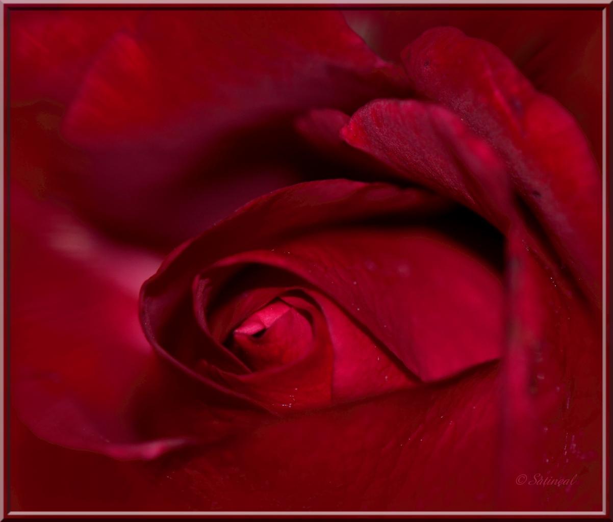 rose au coeur 