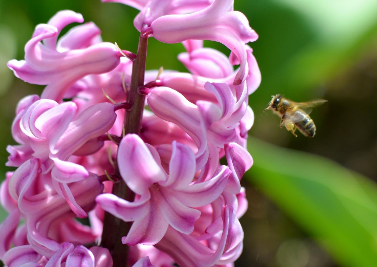 La jacinthe et l'abeille