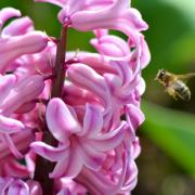 La jacinthe et l'abeille