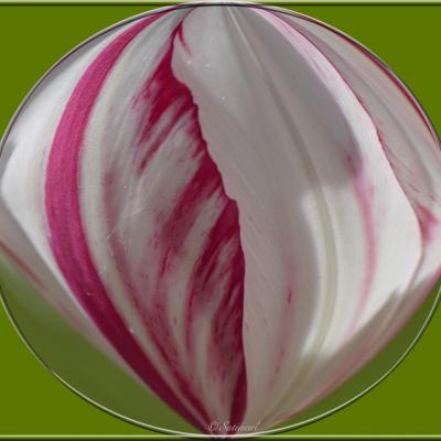 Bonbon tulipe